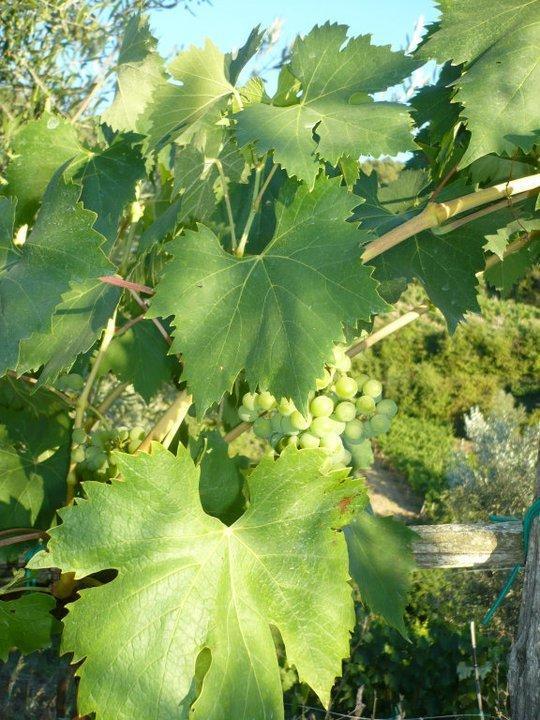Agriturismo Poggio All'Olmo Villa เกรเว อิน เคียนตี ภายนอก รูปภาพ